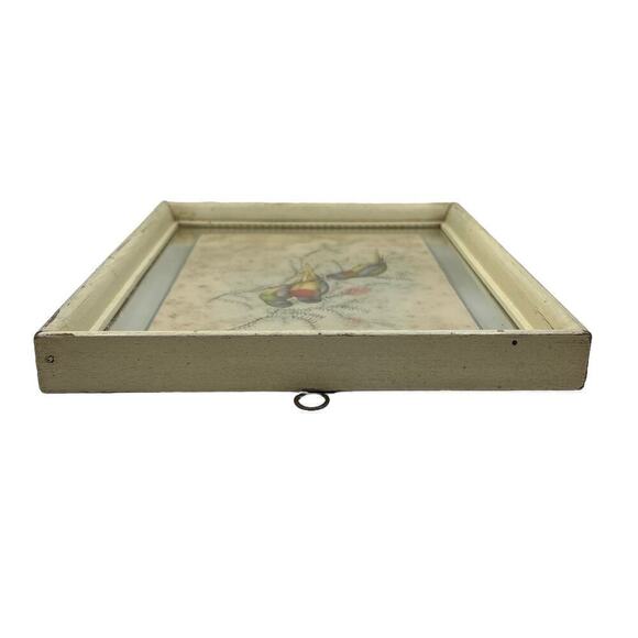 J Gould Splendid Grass Parakeet Offset Litho Print Framed - Picture 3 of 9